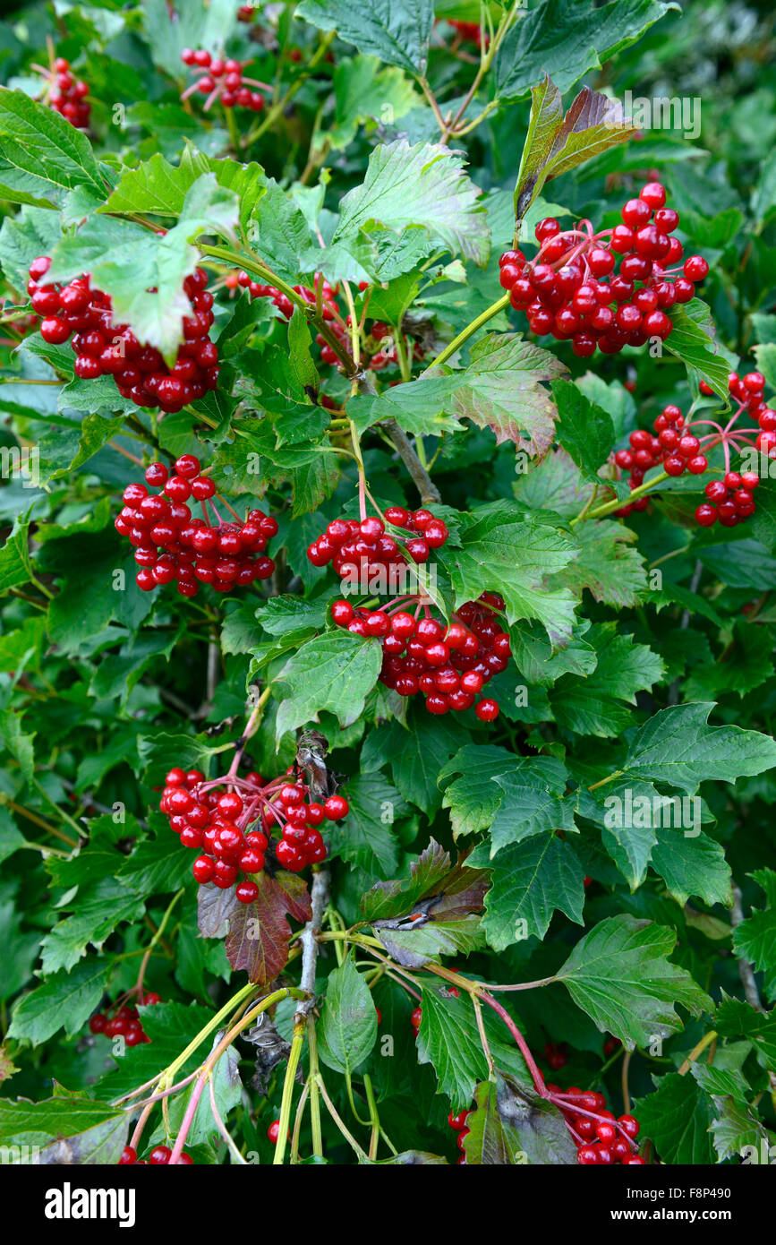 viburnum opulus compactum red berries Guelder Rose autumn autumnal fall berry berried fruit fruits shrub shrubs RM Floral Stock Photo