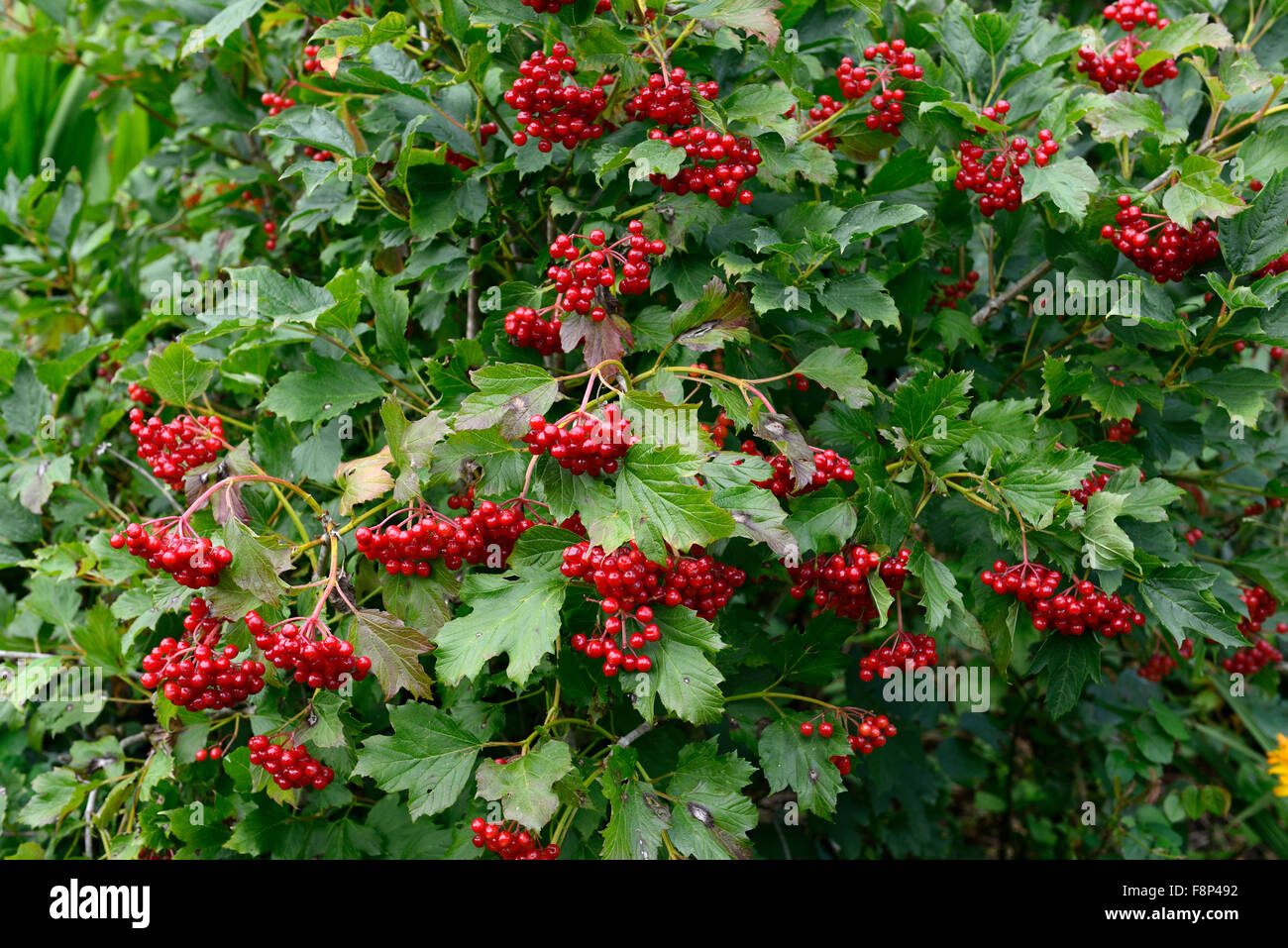 viburnum opulus compactum red berries Guelder Rose autumn autumnal fall
