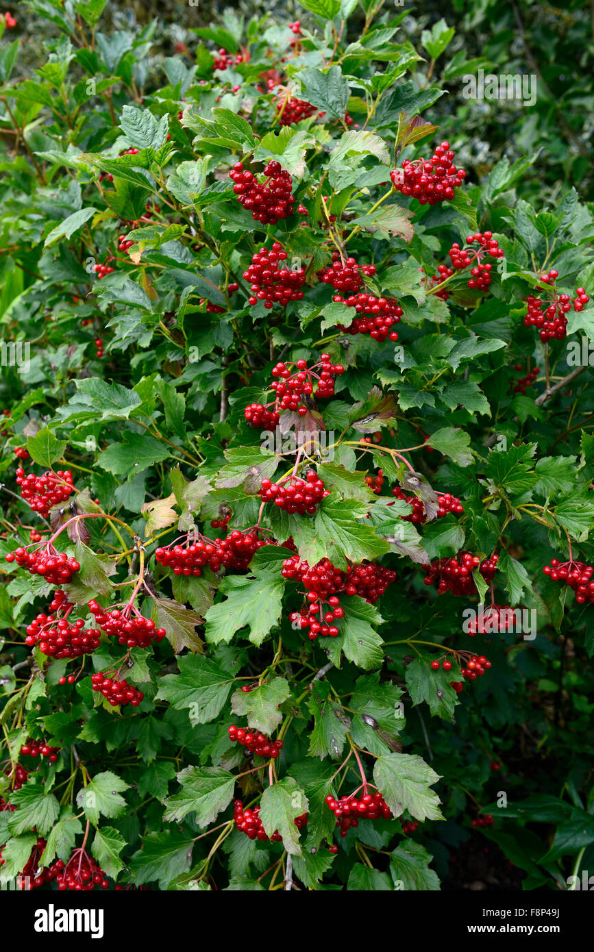 viburnum opulus compactum red berries Guelder Rose autumn autumnal fall