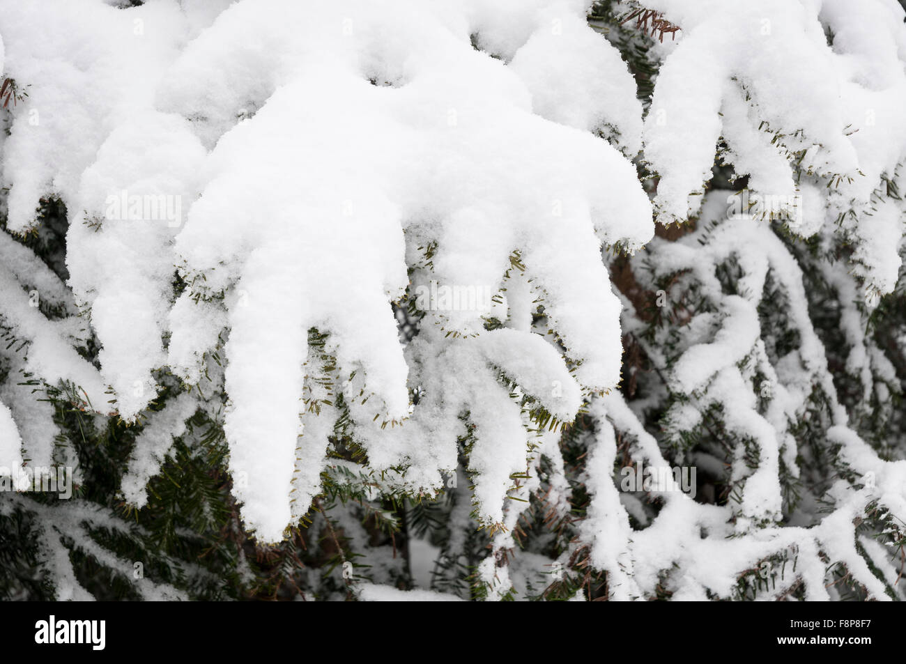 Fir tree snow forest hi-res stock photography and images - Alamy