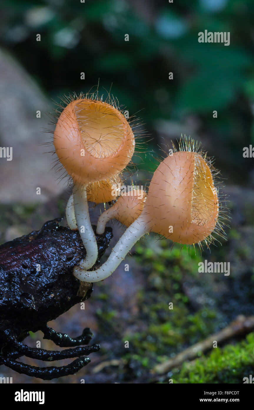 Orange  Fungi cup Stock Photo