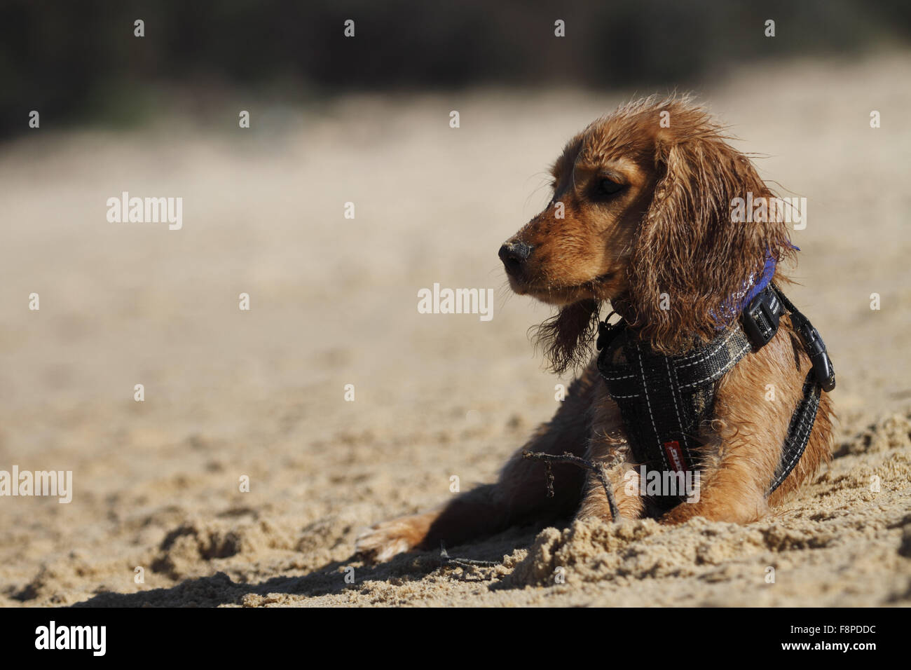 cavalier king charles spaniel cross on a beach Stock Photo Alamy — free download