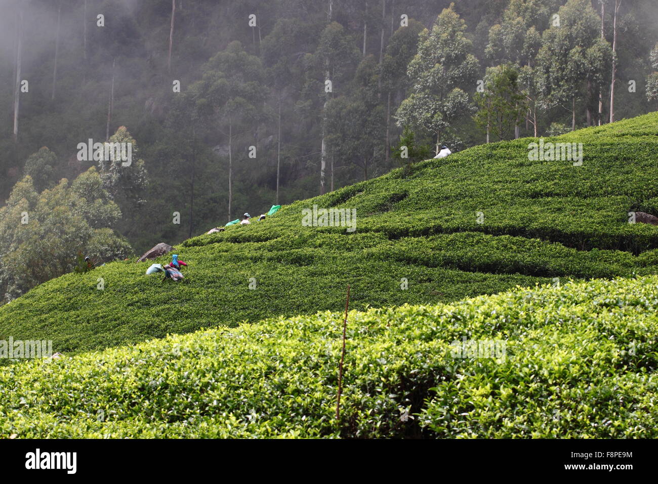 Haputale, Sri Lanka, tea picking Stock Photo - Alamy