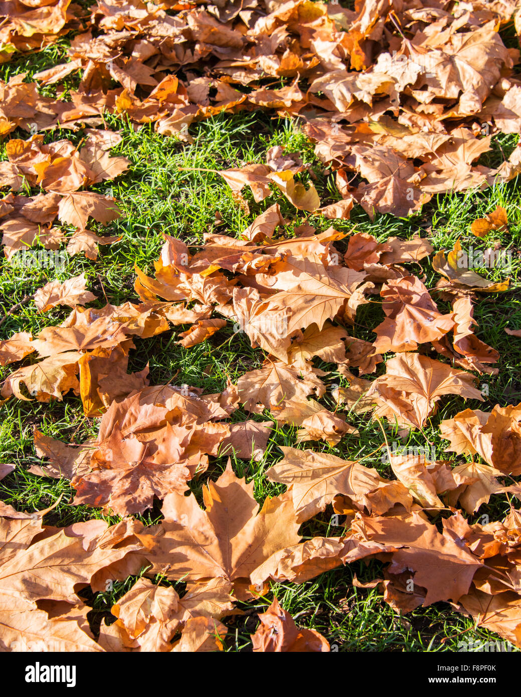 Fall autumn season in the forest Stock Photo - Alamy