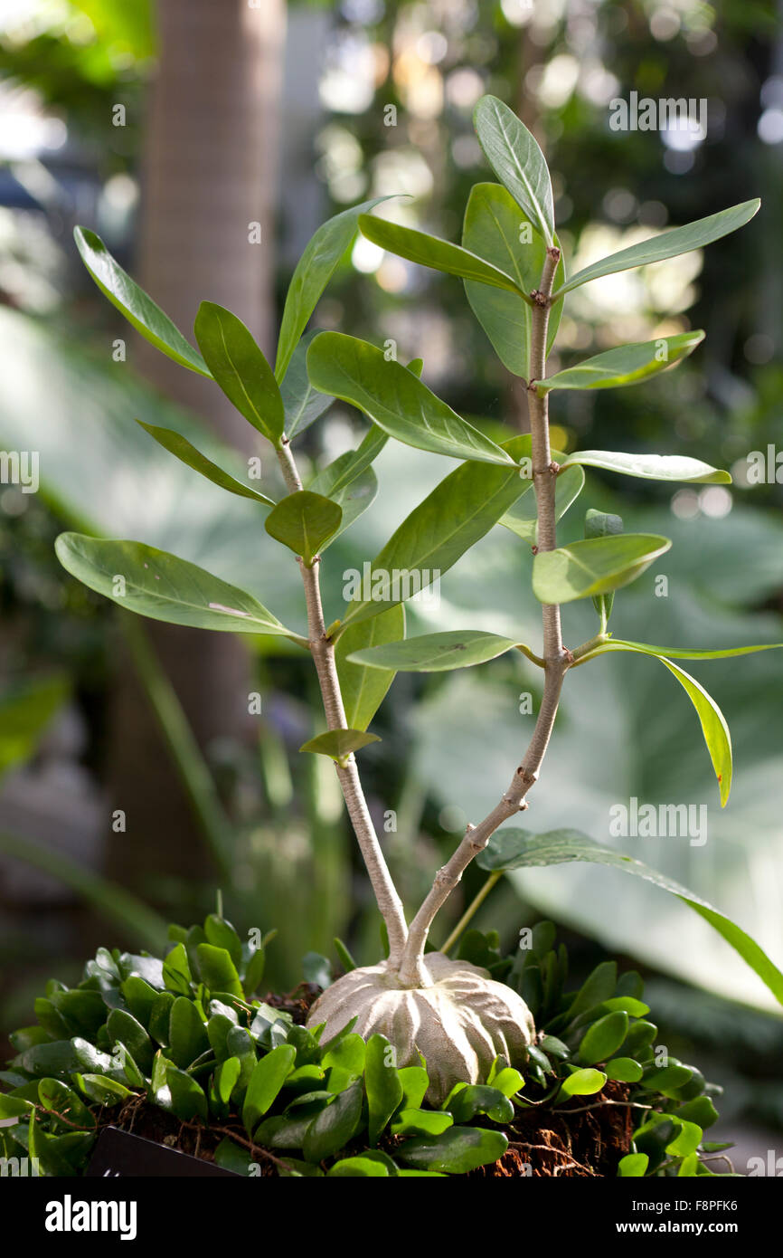 Ant plant (Hydnophytum formicarum) Stock Photo