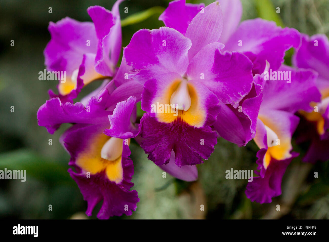 Hawaiian Charisma (Rhyncholaeliocattleya) orchid flowers Stock Photo