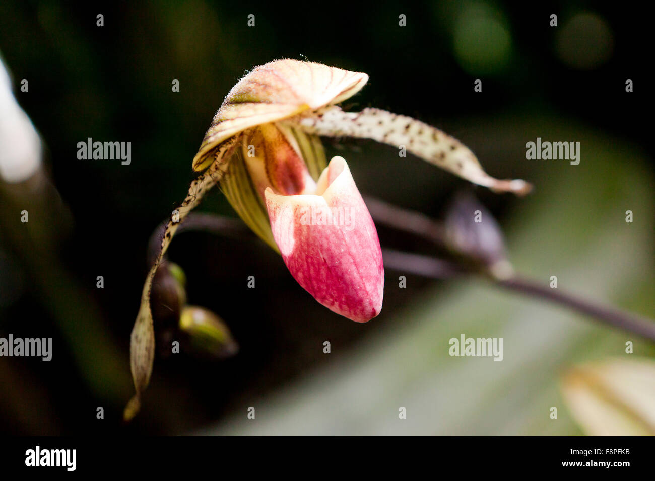Venus slipper orchid flower (Paphiopedilum) Stock Photo