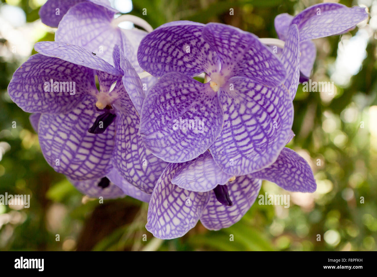 Vanda orchid, 'Sansai Blue' orchid, aka Singapore orchid Stock Photo