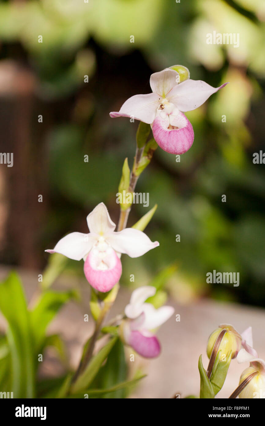 Orchid flowers native to Columbia (Phragmipedium schlimii) Stock Photo