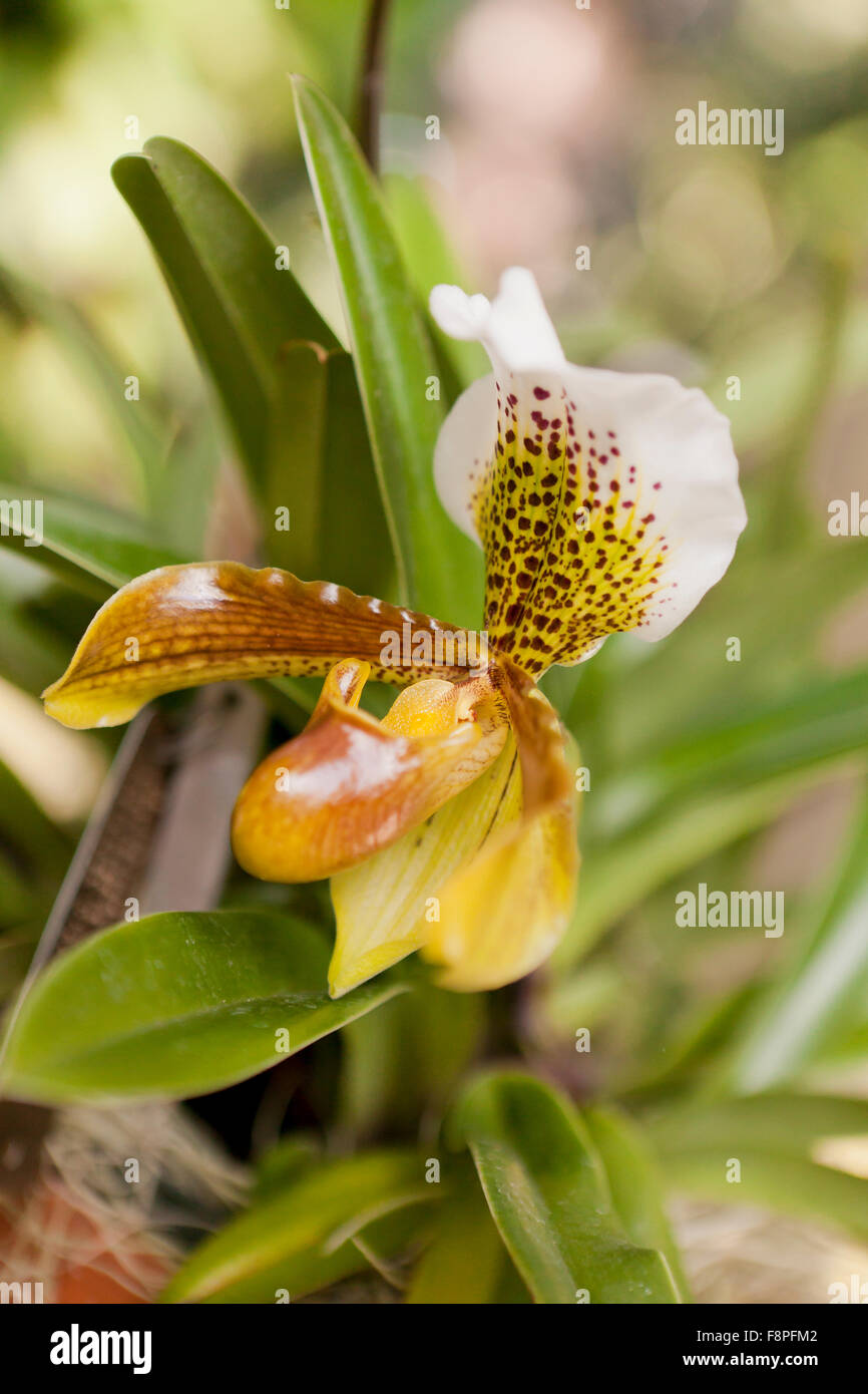 Orchid flower native to Assam and Meghalaya (Paphiopedilum insigne) Stock Photo