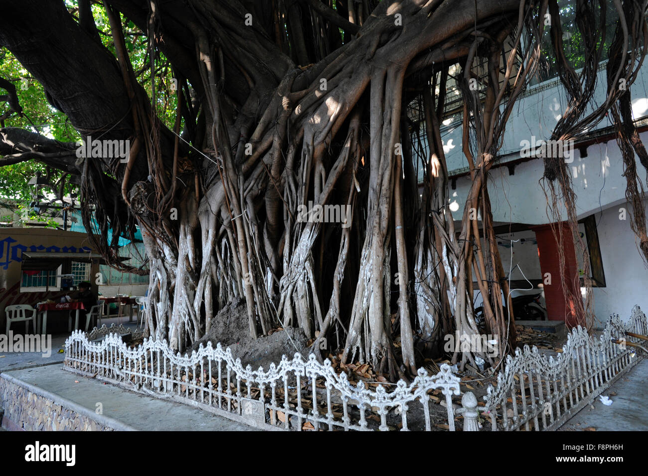 Views in the Zocalo, Acapulco, Mexico.  Old Banyan tree. Stock Photo