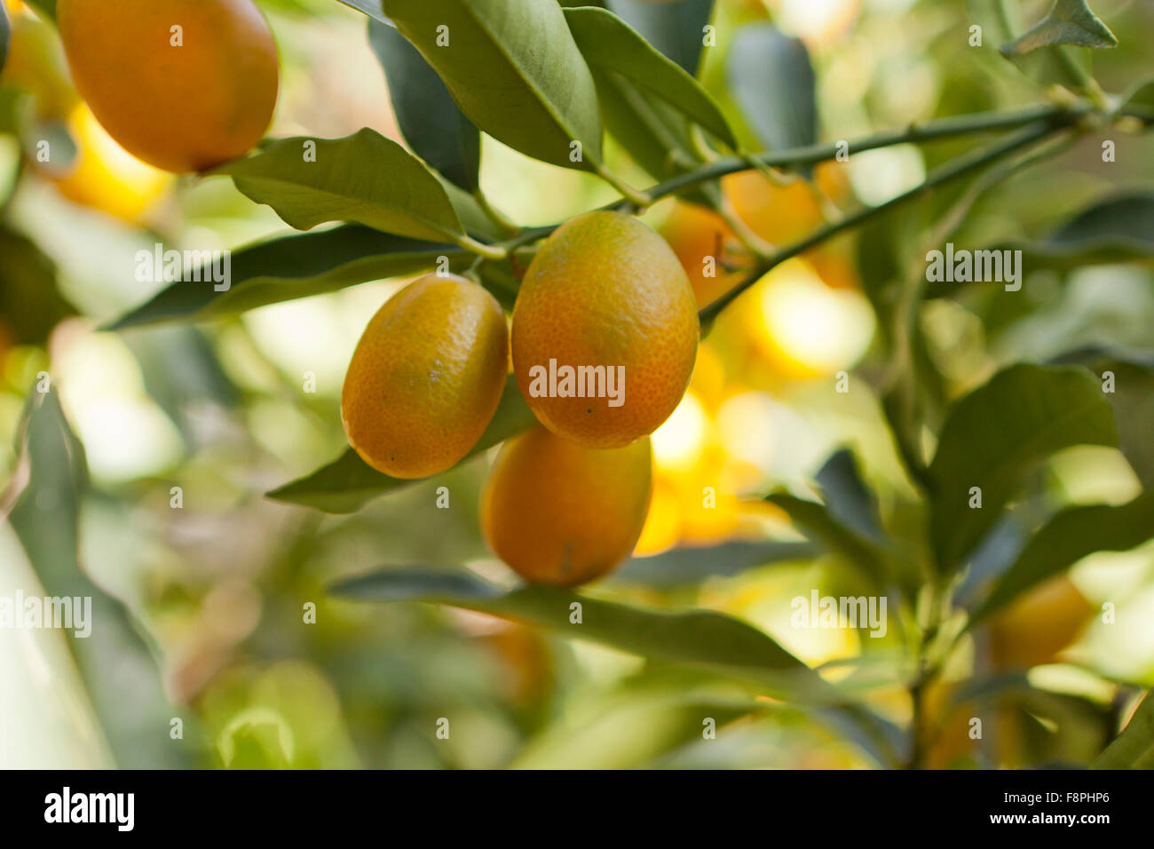 Nagami kumquat fruits (Citrus japonica) native to Japan Stock Photo Alamy