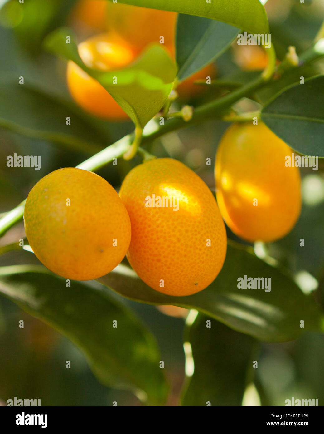 Nagami Kumquat Fruits (Citrus Japonica) Native To Japan Stock Photo - Alamy