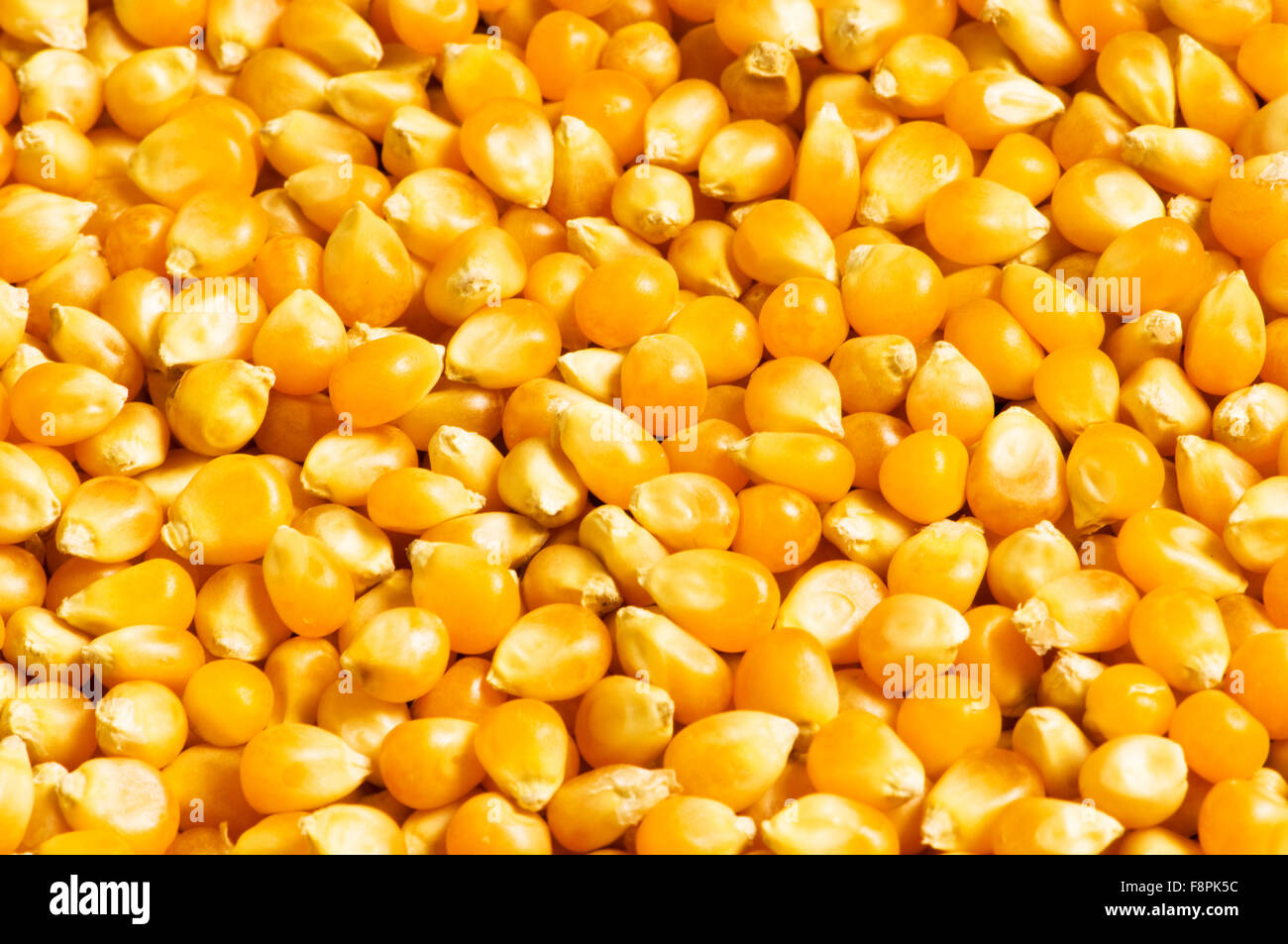 Bright corn kernels arranged as the background Stock Photo - Alamy