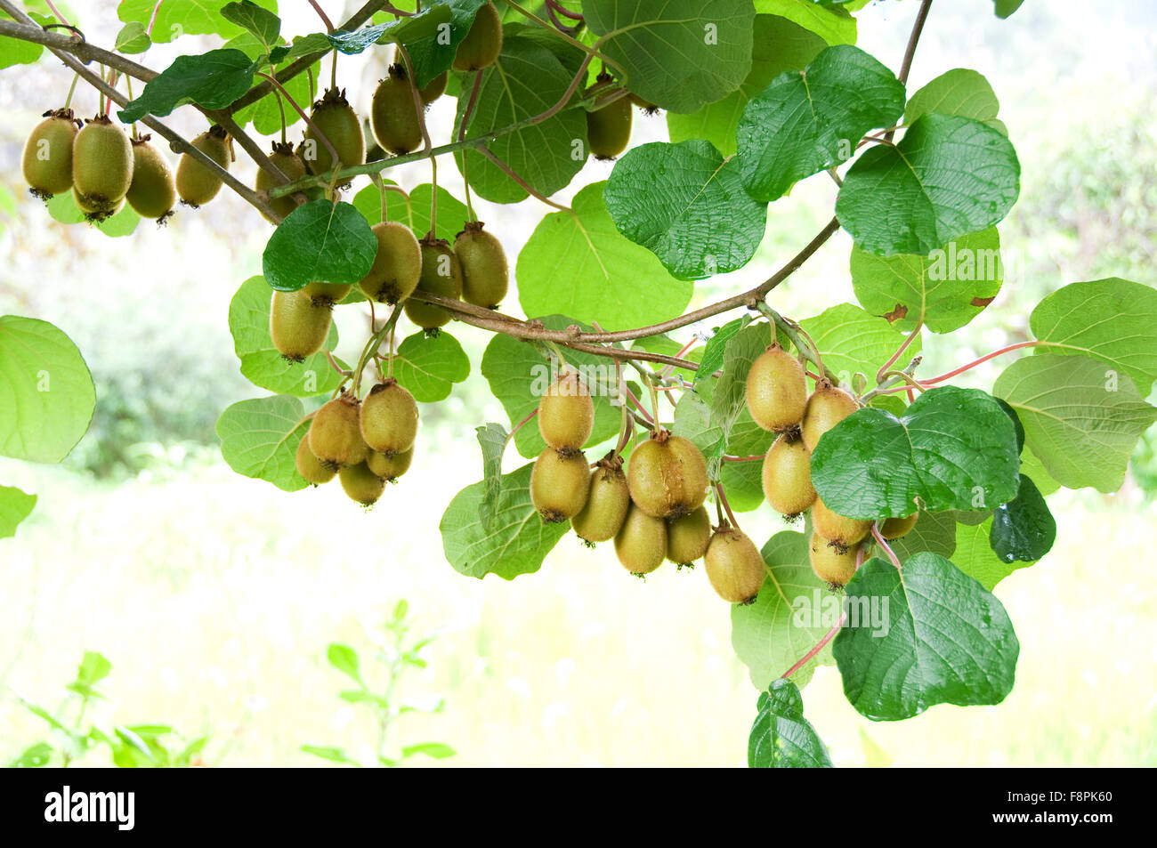 Big cluster of kiwi fruit on the tree Stock Photo
