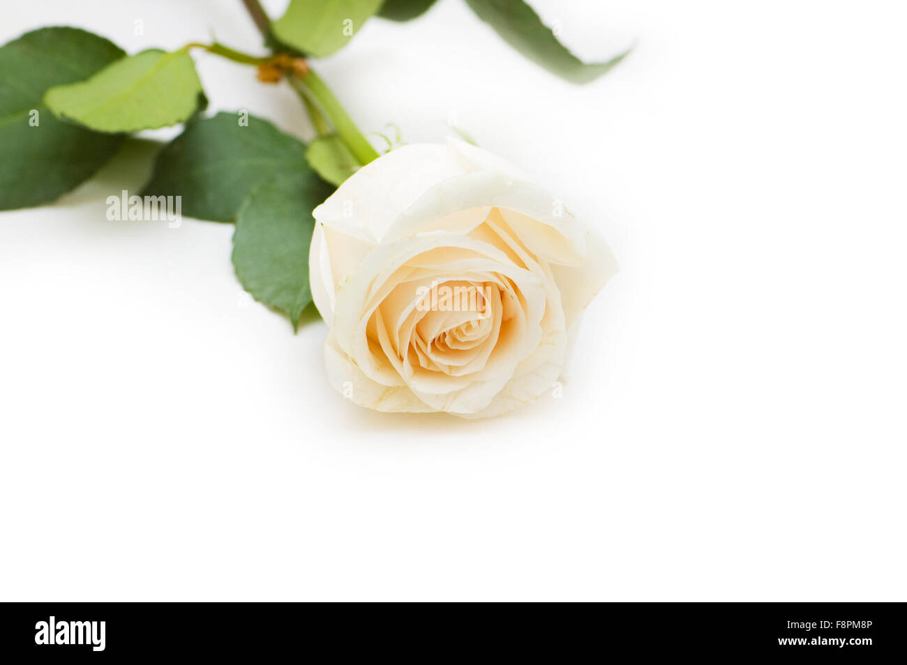 Single rose isolated on the white background Stock Photo - Alamy