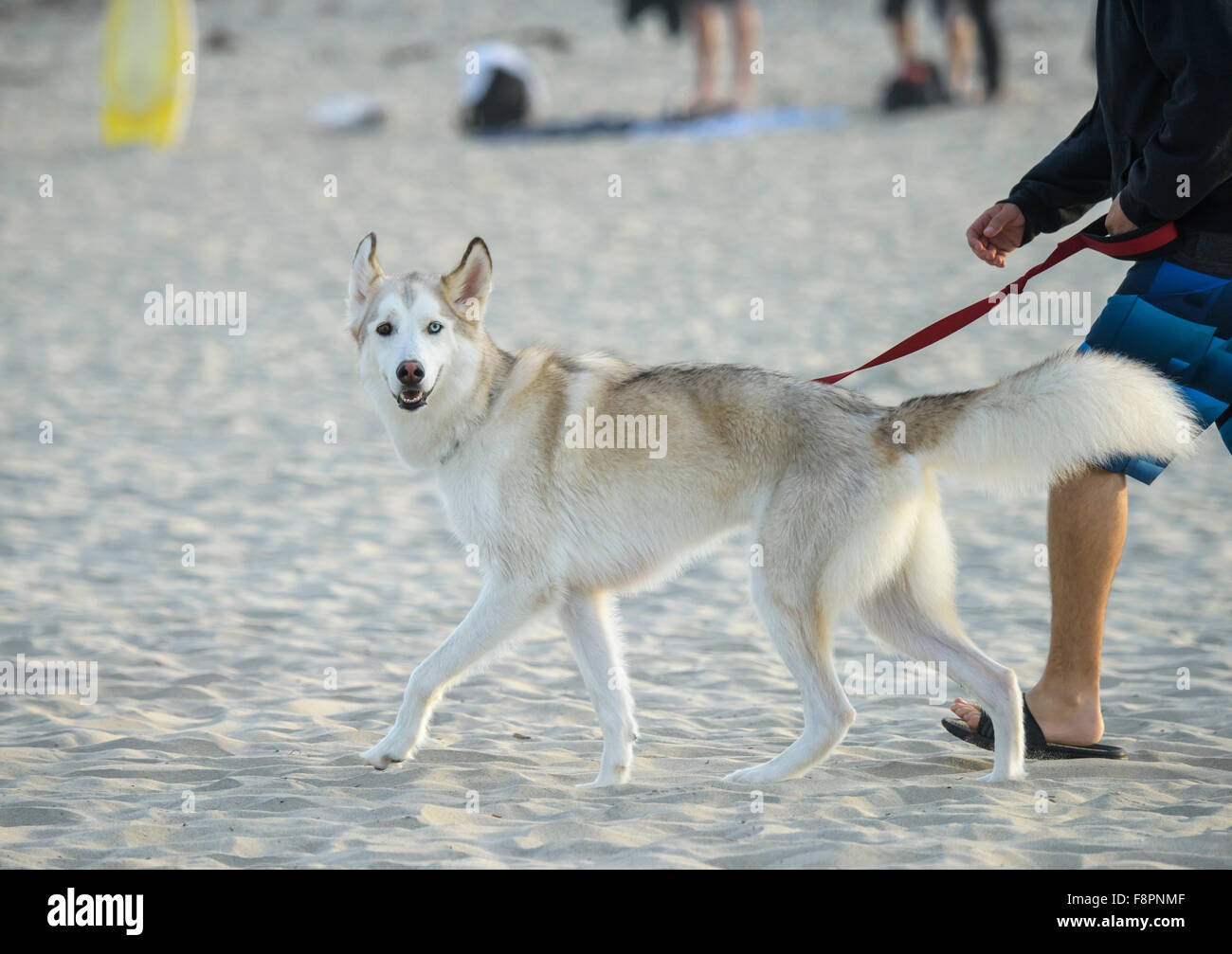 Akita dog at beach walking on leash with man Stock Photo