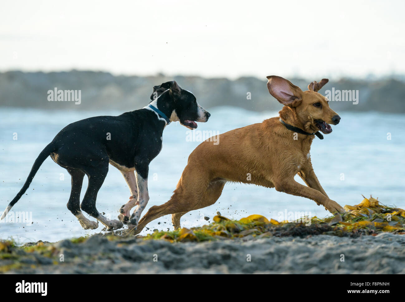 Dogs play, run and splash on Ocean Beach, CA shoreline Stock Photo