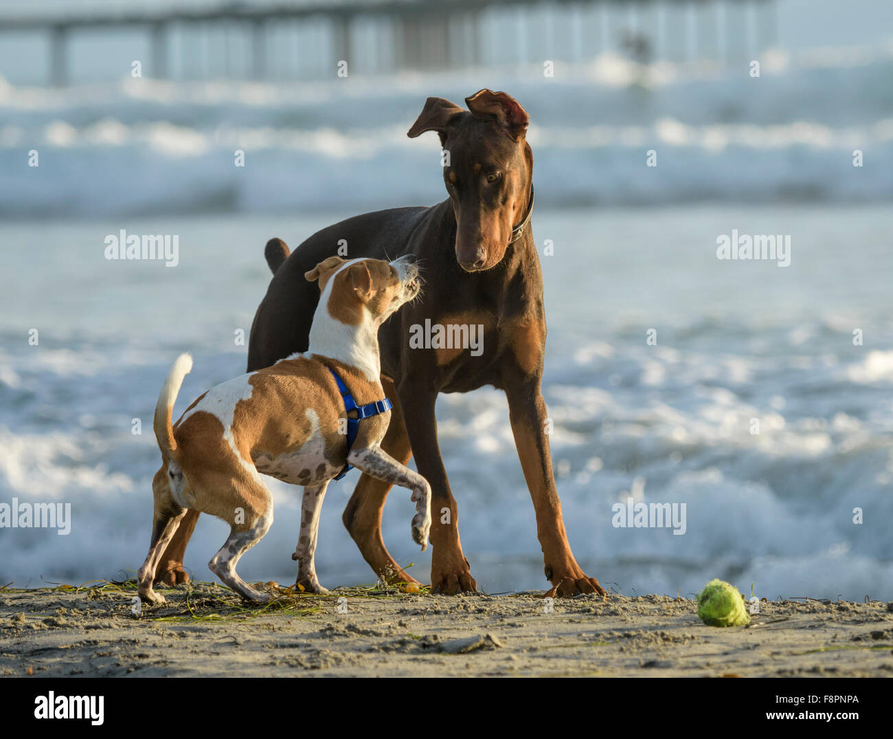 Terrier and Doberman dogs play, run and splash on Ocean Beach, CA shoreline Stock Photo
