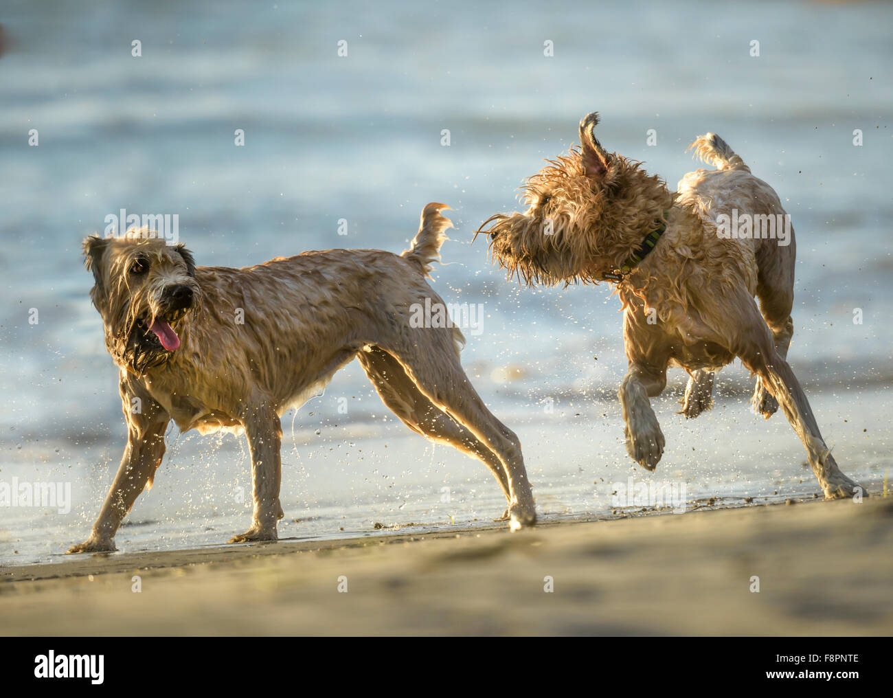 Terrior dogs play, run and splash on ocean shoreline Stock Photo