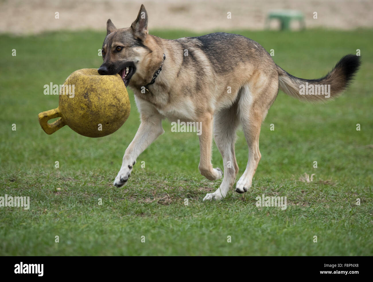 Playful German Shepherd female dog Stock Photo