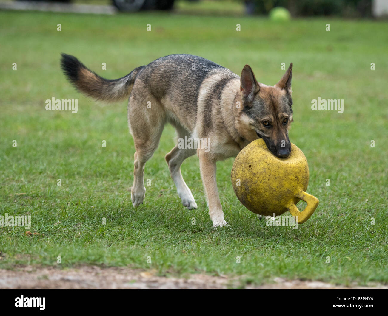 Playful German Shepherd female dog Stock Photo