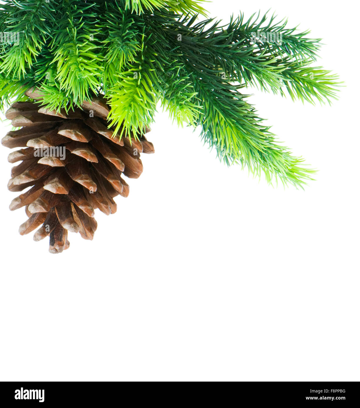 Cone and christmas tree isolated on white Stock Photo - Alamy