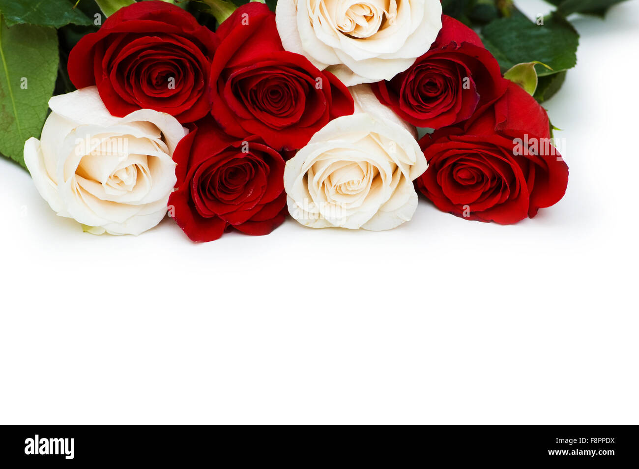 Red and white roses isolated on white Stock Photo - Alamy