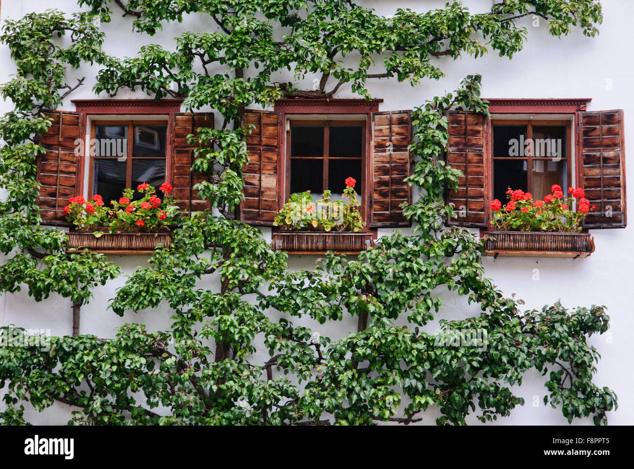 Spalierbaum hi-res stock photography and images - Alamy