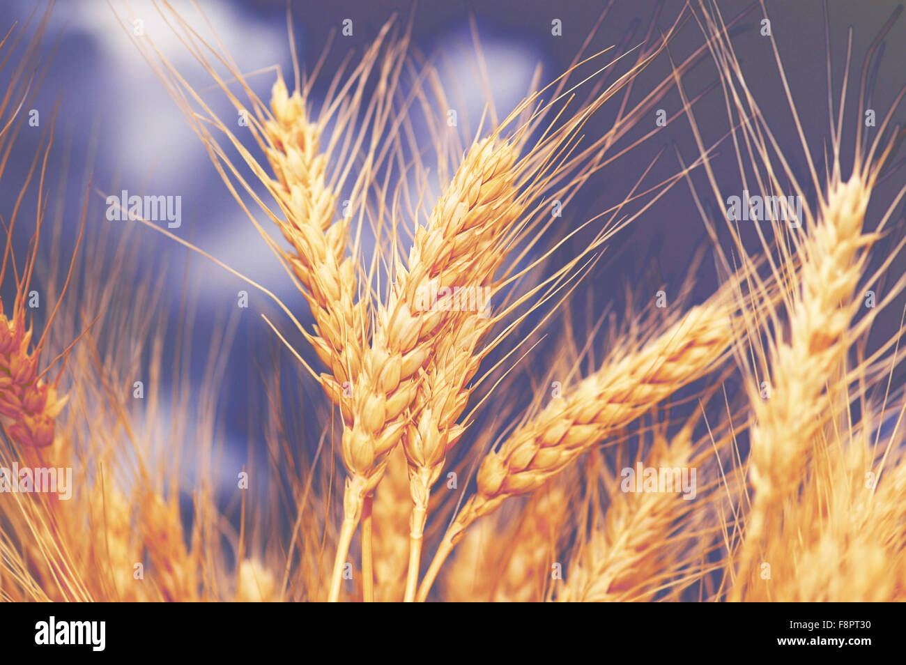 Wheat ears against the blue cloudy sky Stock Photo - Alamy