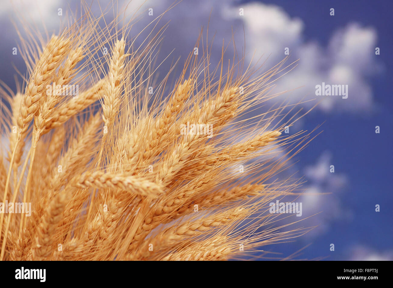 Wheat ears against the blue cloudy sky Stock Photo - Alamy