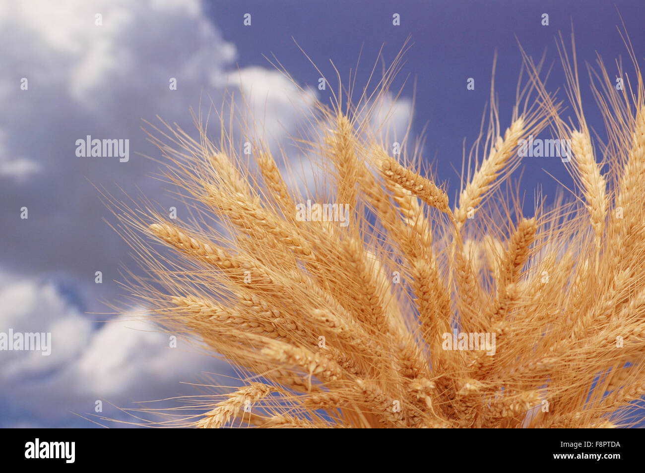 Wheat ears against the blue cloudy sky Stock Photo - Alamy