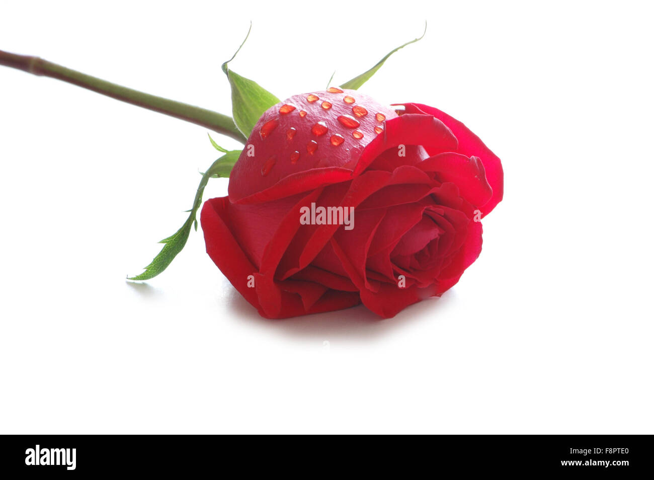 Red rose isolated on the white background Stock Photo - Alamy