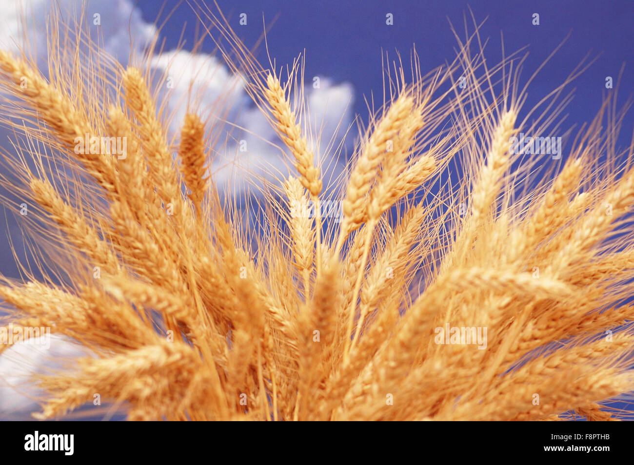 Wheat ears against the blue cloudy sky Stock Photo - Alamy