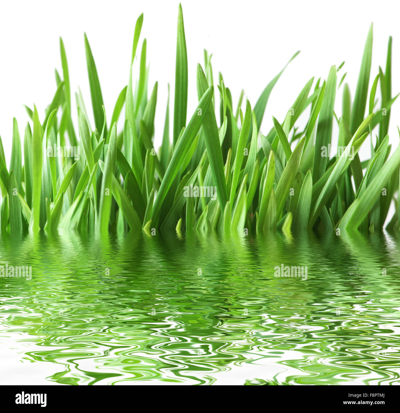 Green grass isolated on the white background Stock Photo - Alamy