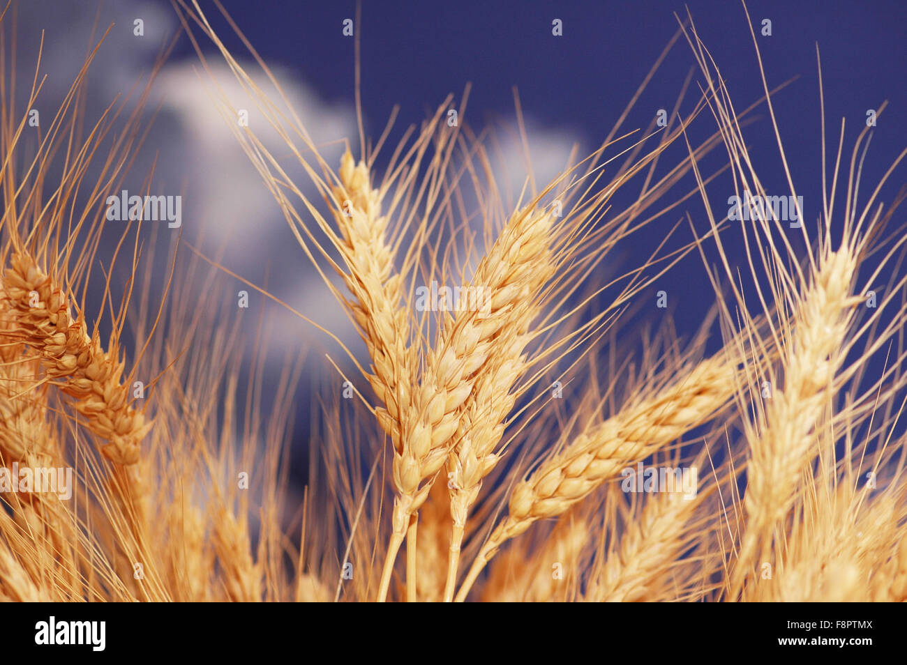 Wheat ears against the blue cloudy sky Stock Photo - Alamy