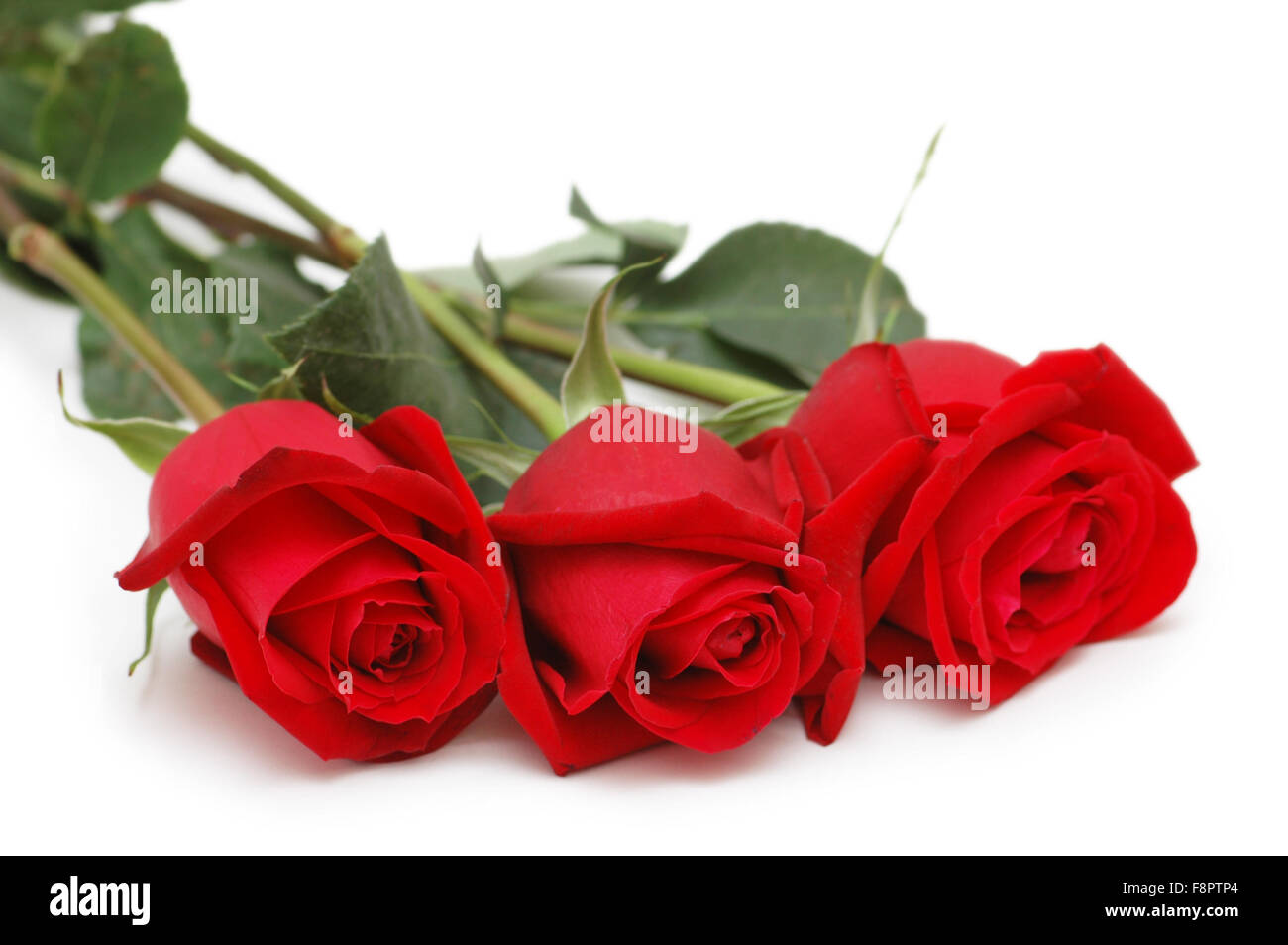 Three roses isolated on the white background Stock Photo - Alamy