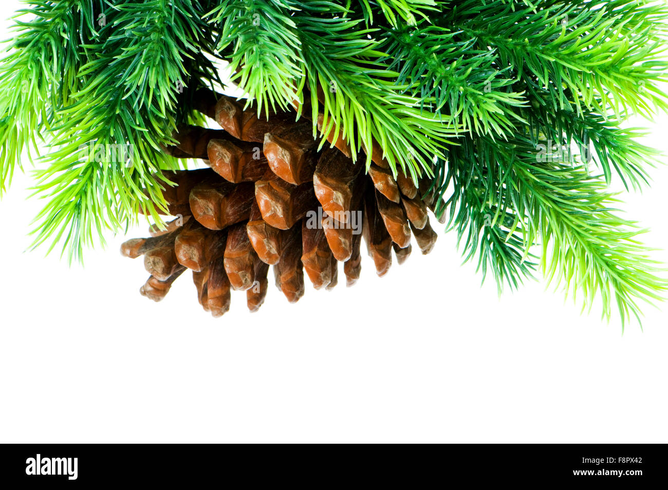 Cone and christmas tree isolated on white Stock Photo - Alamy