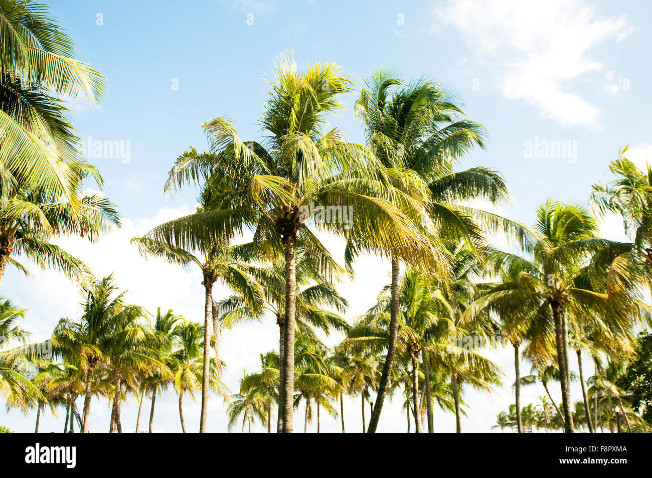 Palms trees on the beach during bright day Stock Photo - Alamy
