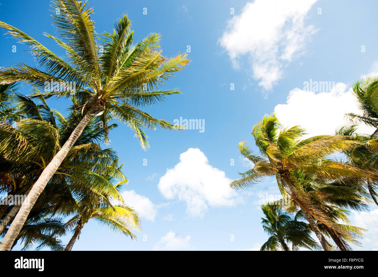 Palms trees on the beach during bright day Stock Photo - Alamy