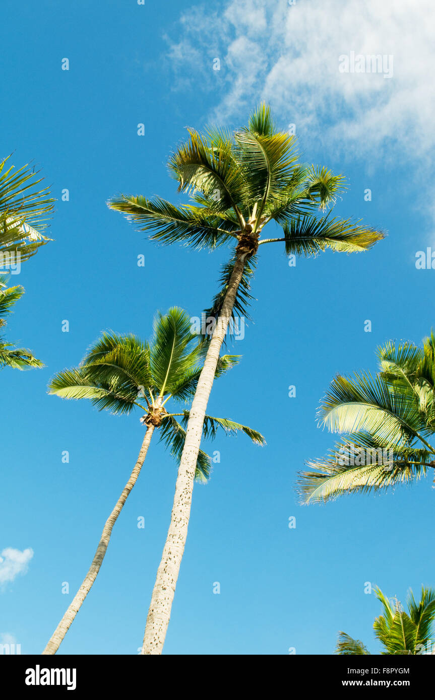 Palms trees on the beach during bright day Stock Photo - Alamy