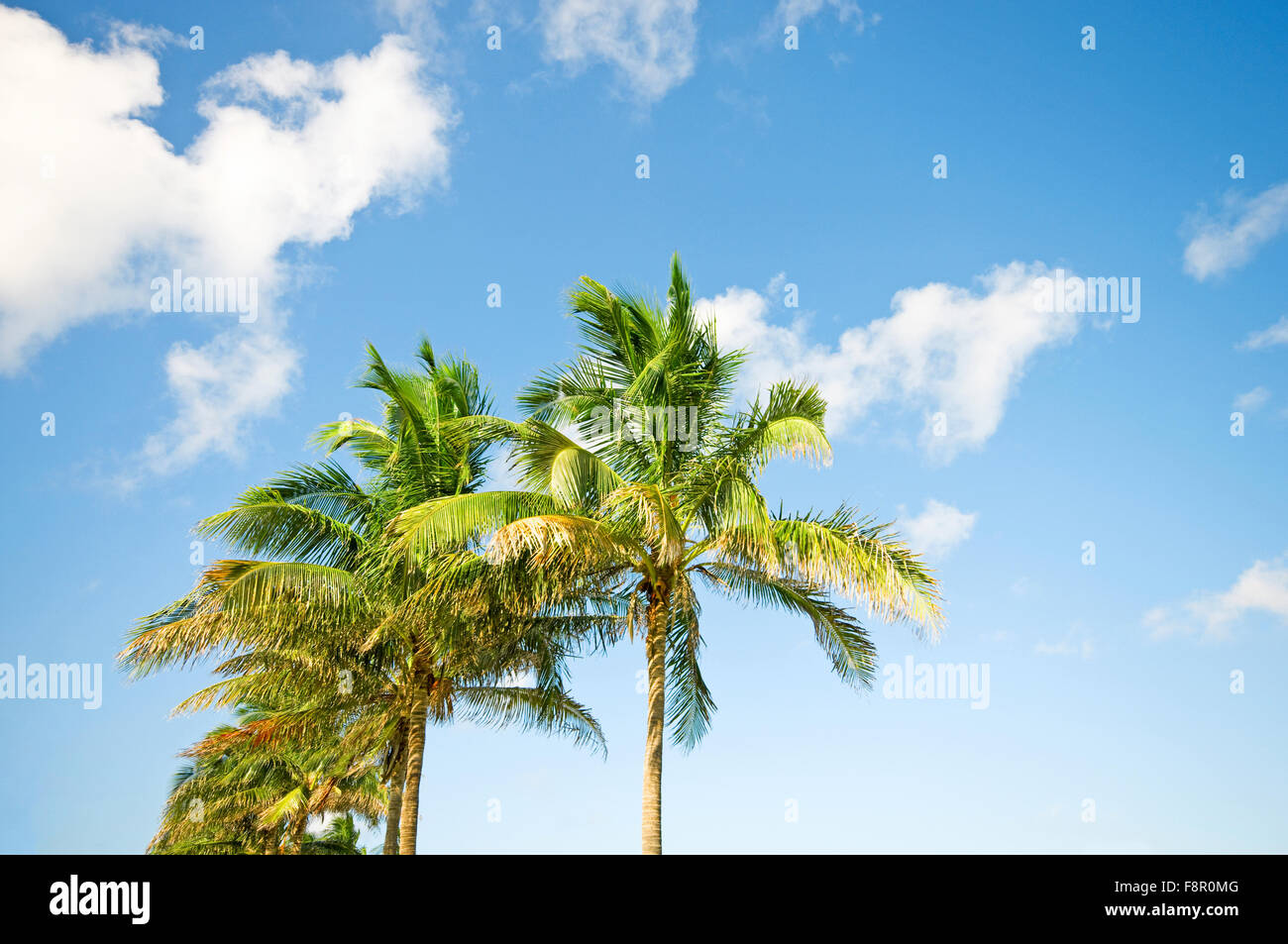 Palms trees on the beach during bright day Stock Photo - Alamy