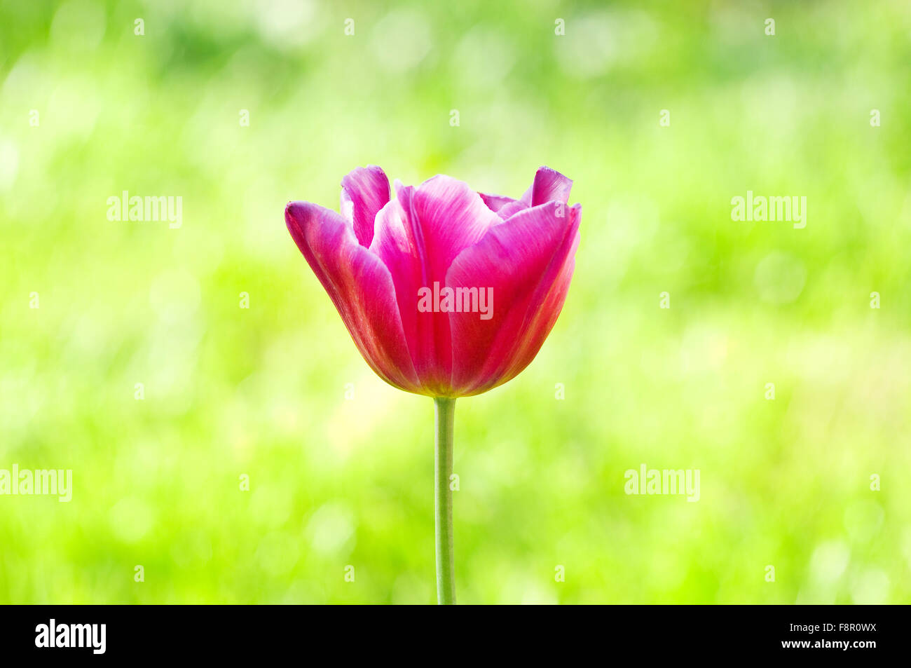 Many tulips in the park Stock Photo - Alamy