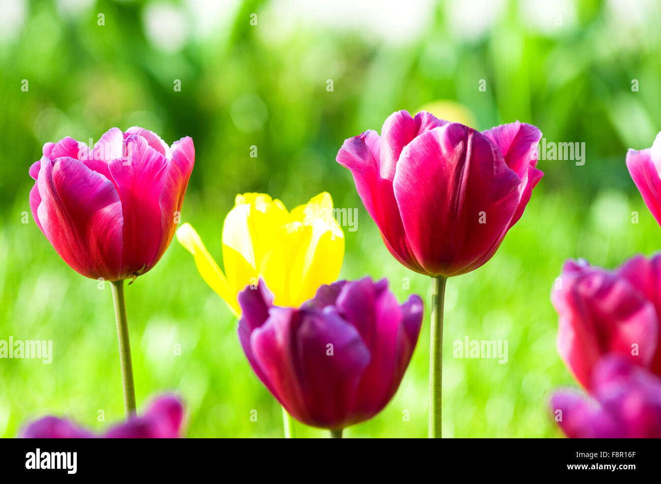Many tulips in the park Stock Photo - Alamy