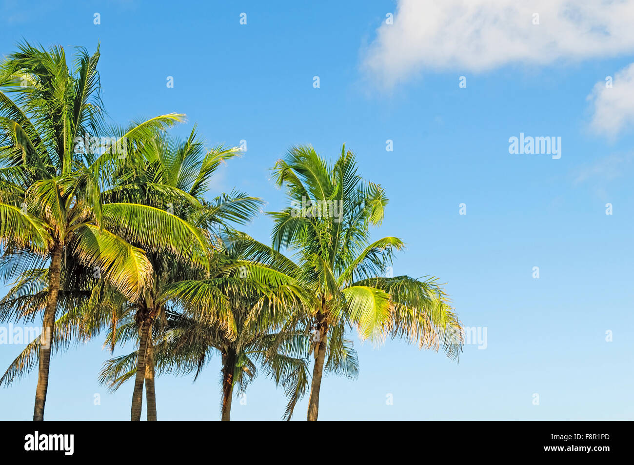 Palms trees on the beach during bright day Stock Photo - Alamy