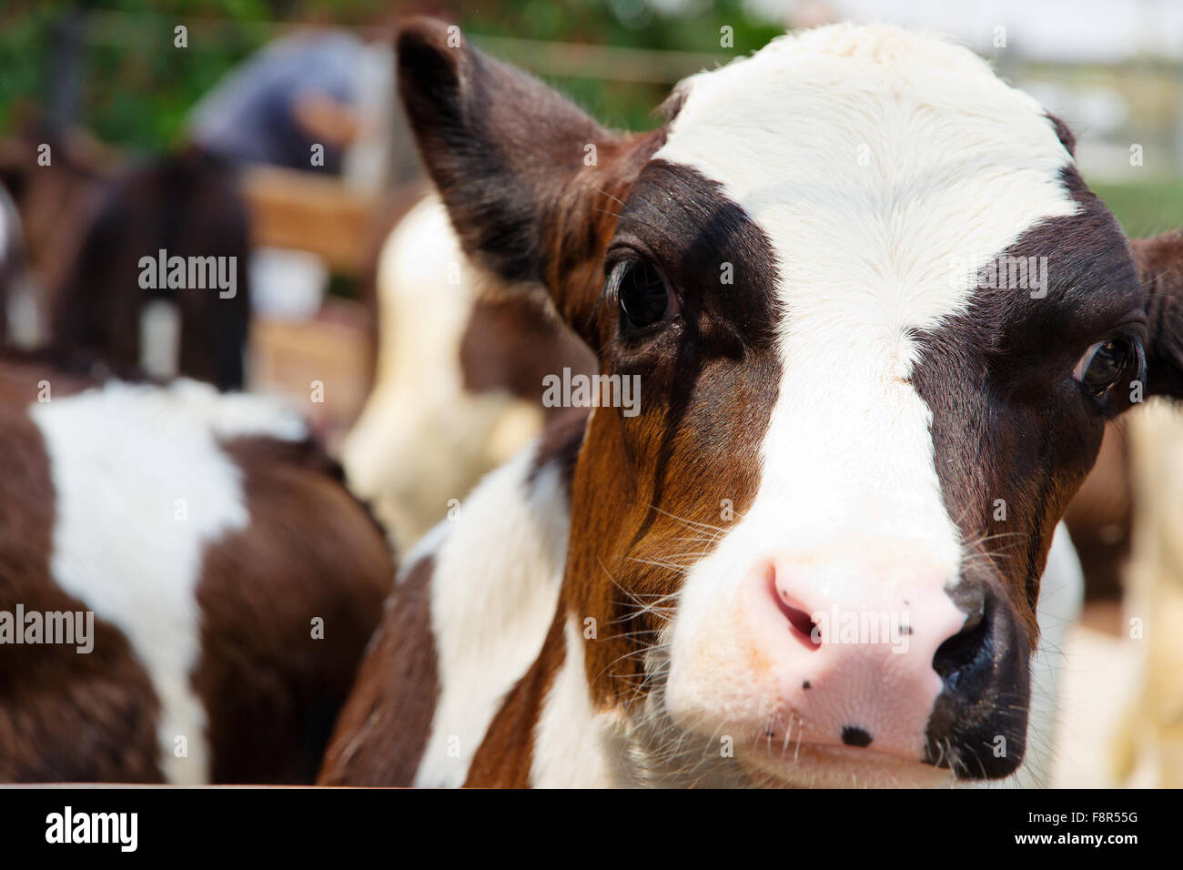 Close up of a Cow Stock Photo - Alamy