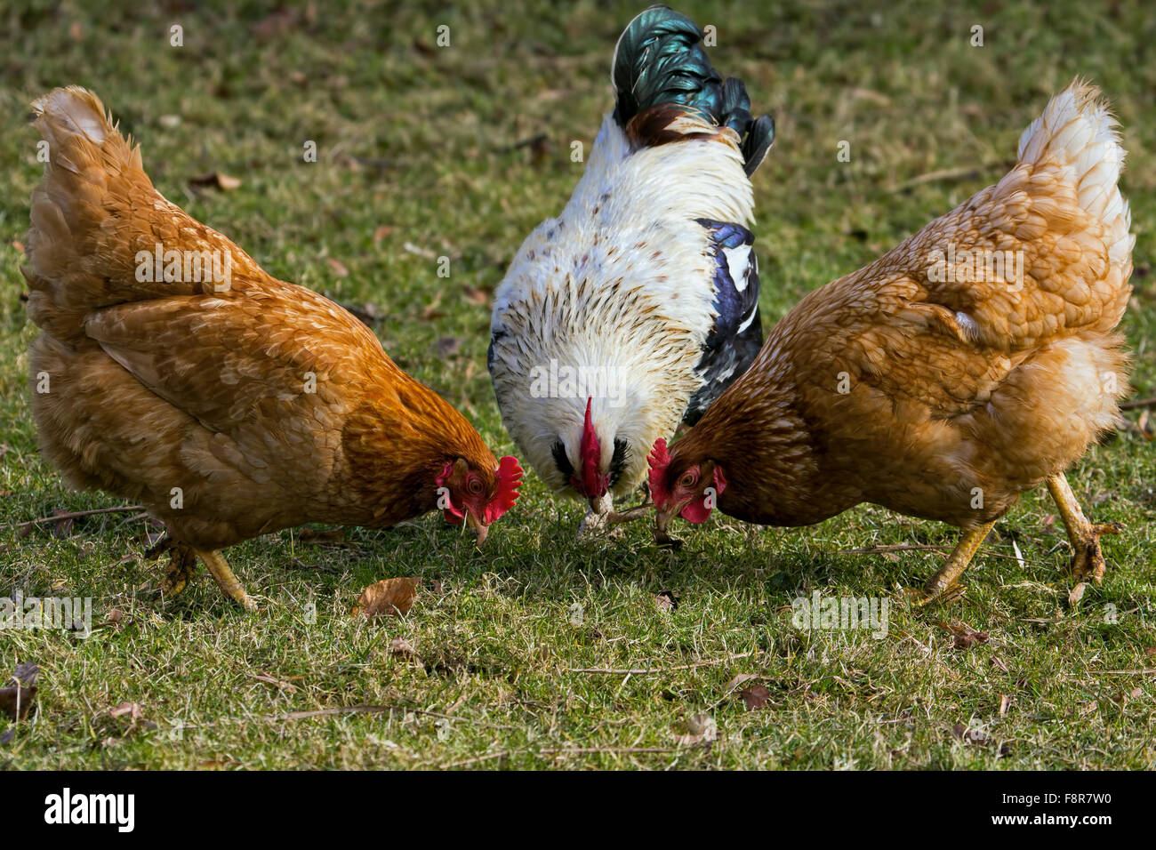 Three chickens on the meadow Stock Photo Alamy