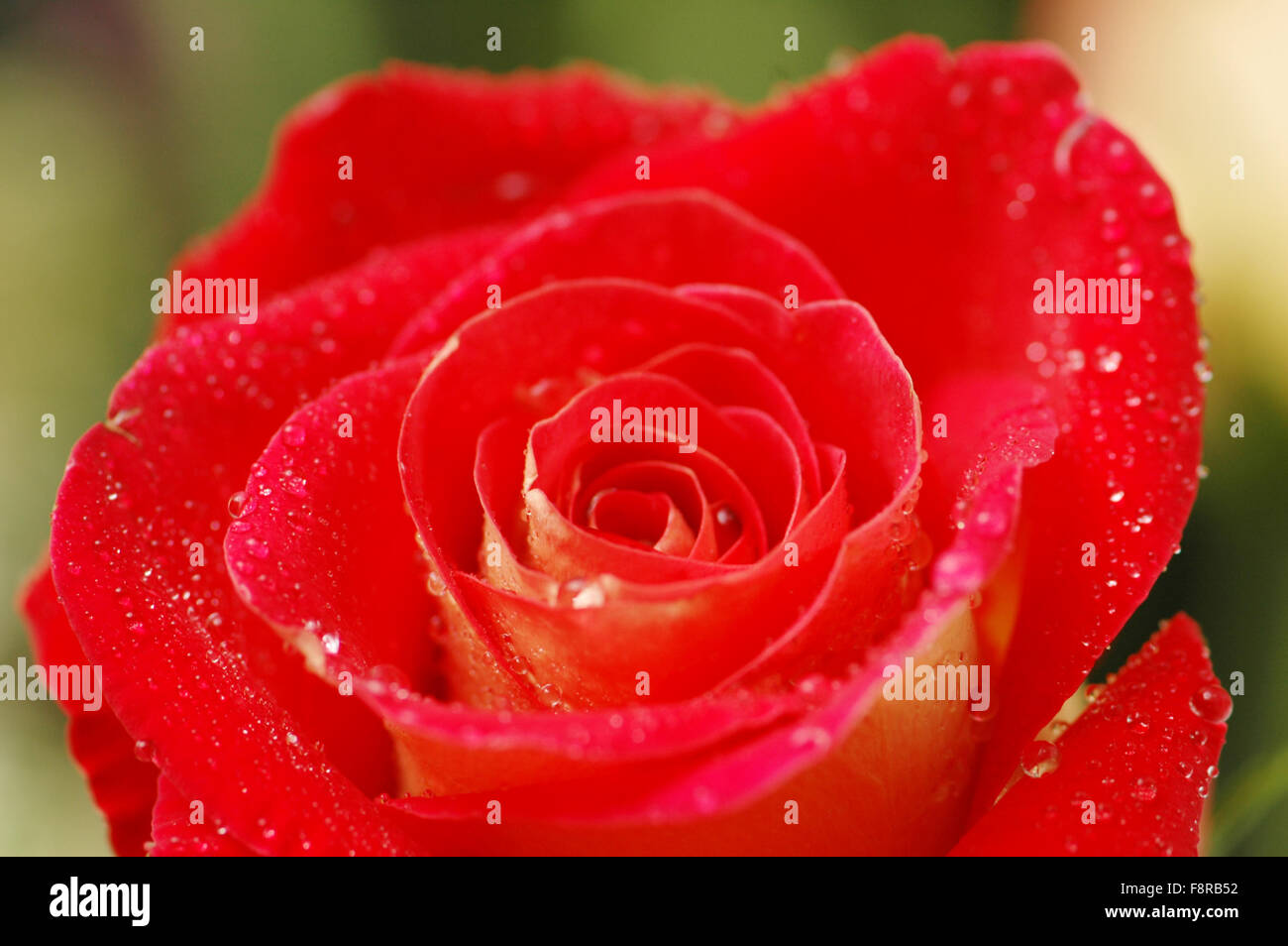 Close up of red rose with dew drops Stock Photo - Alamy