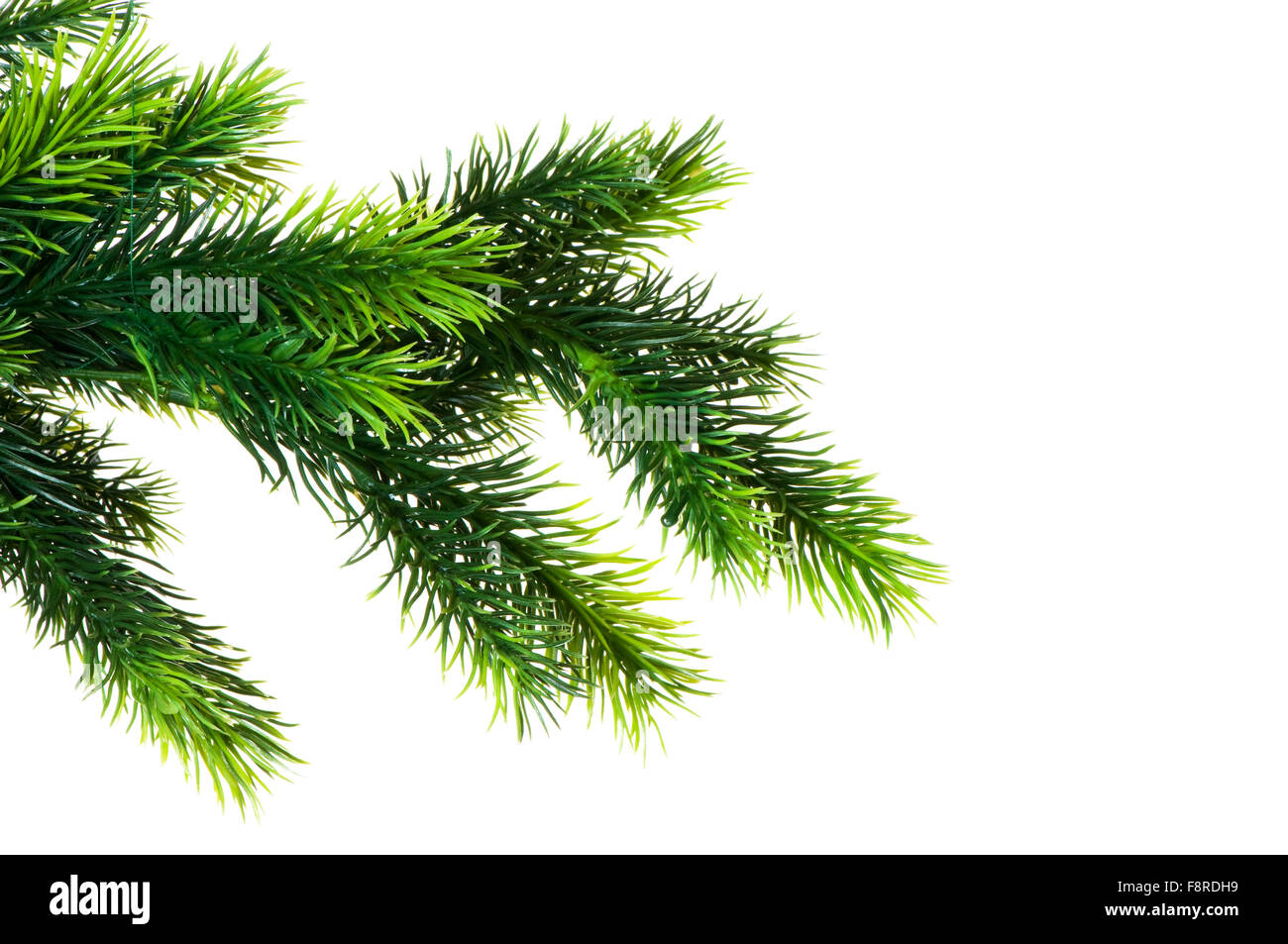 Close up of fir tree branch isolated on white Stock Photo - Alamy