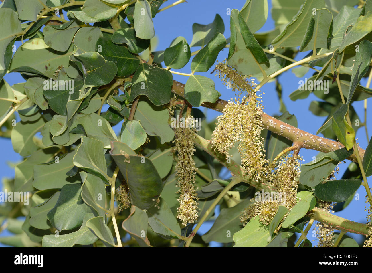 Carob or Locust Tree Ceratonia siliqua Flowers & Leaves Stock Photo
